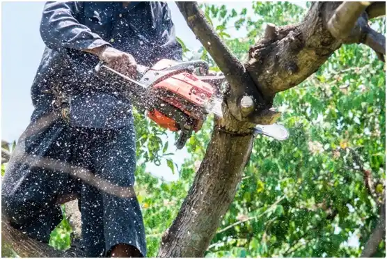 tree services Elverson